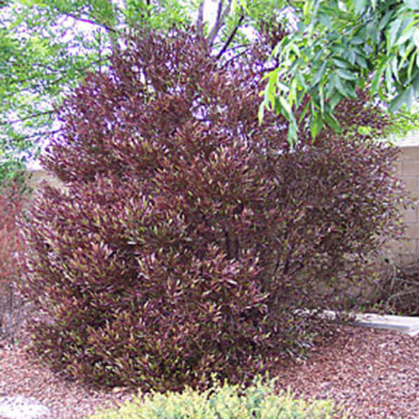 Dodonaea viscosa 'Purpurea' - Purple Hop Bush