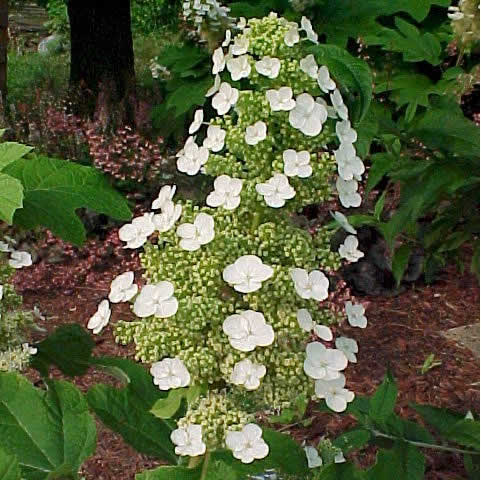 Hydrangea quercifolia 'Sikes Dwarf'