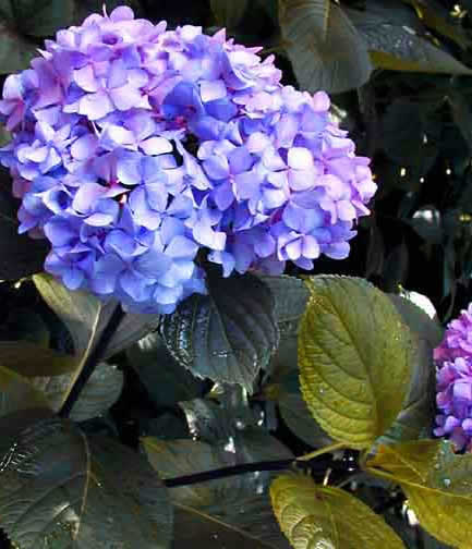 Image of Black stem hydrangea flower head