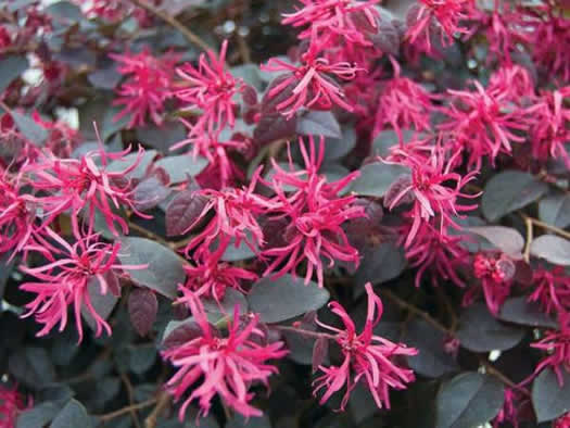 Loropetalum chinense 'Rubrum' - Pink Chinese Fringe Flower