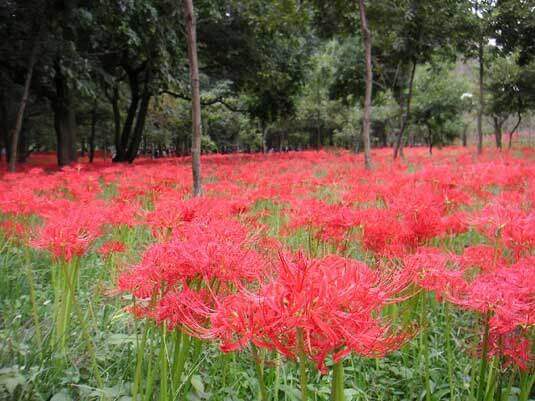 Lycoris radiata - Red Spider Lily