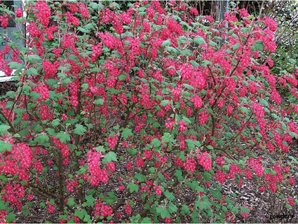 Ribes sanguineum King Edward VII - Flowering Currant Shrub