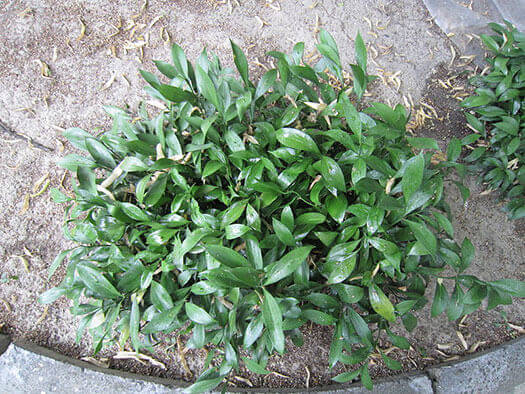 Ruscus x microglossus - Butchers Broom Ground Cover