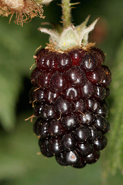 Young Berry - Rubus ursinus