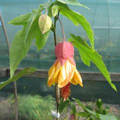 Abutilon Megopotamicum Imp