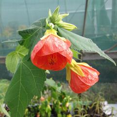Abutilon X hybridum Orange