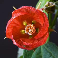 Abutilon X Hybridum Red