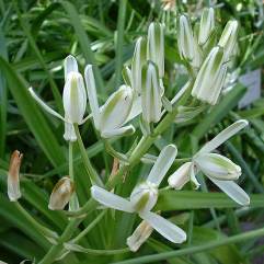 Albuca Nelsonii