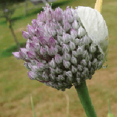 Allium - Perennial Leek