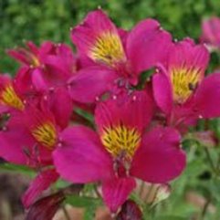 Alstroemeria Hybrid - Red King Cardinal