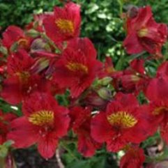 Alstroemeria Hybrid - Burgundy