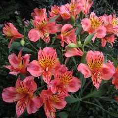 Alstroemeria Hybrid - Orange "Appelbloesem"