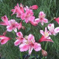 Alstroemeria Hybrid - Pink "Butterfly"