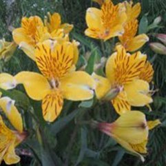 Alstroemeria Hybrid - Yellow "Rio"