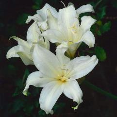 Amaryllis Belladonna Hathor