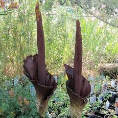 Amorphophallus konjak