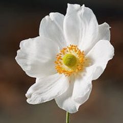 Anemone Japonica White
