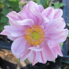 Anemone Japonica Pink