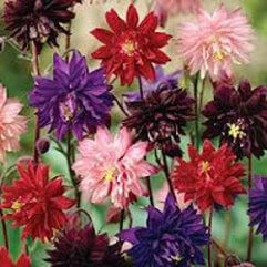 Aquilegia Vulgaris Mixed