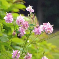 Aquilegia vulgaris   Granny+039s Bonnet