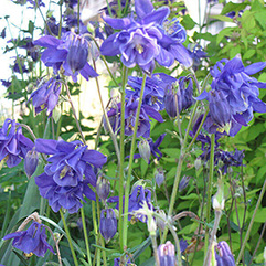 Aquilegia vulgaris   Granny+039s Bonnet