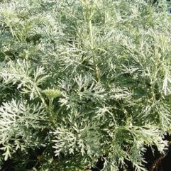 Artemesia Lambrook Silver - Wormwood