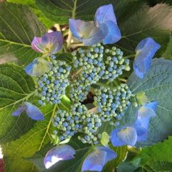 Hydrangea Macrophilla Blue Sky - Blue Lace Cap