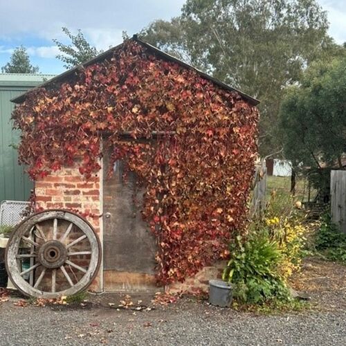 Boston Ivy - Pathenocissus tricuspidata