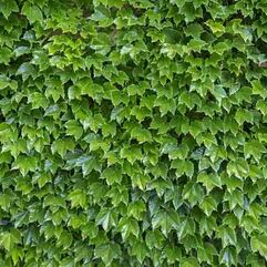 Boston Ivy  Pathenocissus tricuspidata