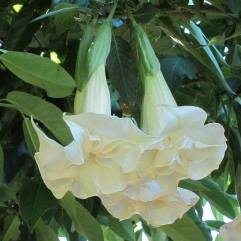 Brugmansia Double White