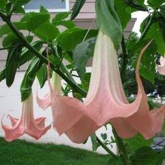 Brugmansia Large Frilly Pink