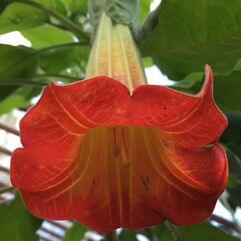 Brugmansia Sanguinea - Burnt Orange