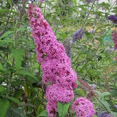 Buddleia daviddii 'Pink Profusion'