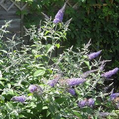 Buddleia fallowiana loch inch