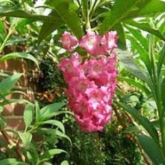 Buddleia Colvilei