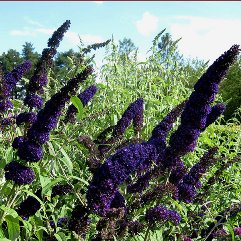 Buddleia davidii 'Black knight'