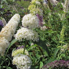 Buddleia daviddii 'White Profusion'