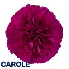 Carole - Carnation