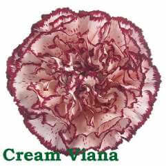 Cream Viana - Carnation