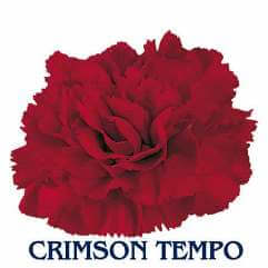 Crimson Tempo - Carnation
