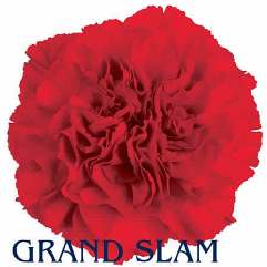 Grand Slam - Carnation