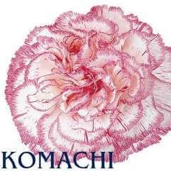 Komachi - Carnation