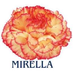 Mirella - Carnation