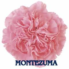 Montezuma - Carnation