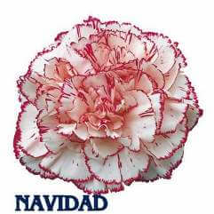 Navidad - Carnation