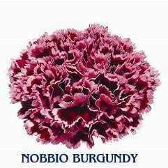 Nobbio Burgundy - Carnation