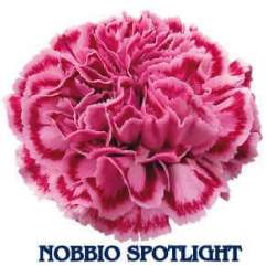 Nobbio Spotlight