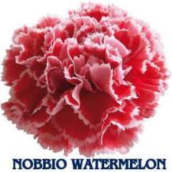 Nobbio Watermelon - Carnation