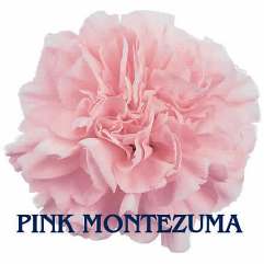 Pink Montezuma - Carnation