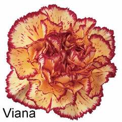 Viana - Carnation